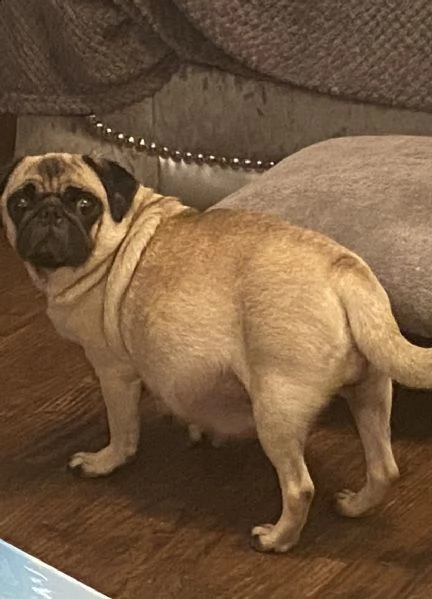 cucciola di carlino disponibile  | Foto 0