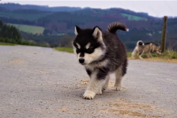 alaskan malamute cuccioli | Foto 2