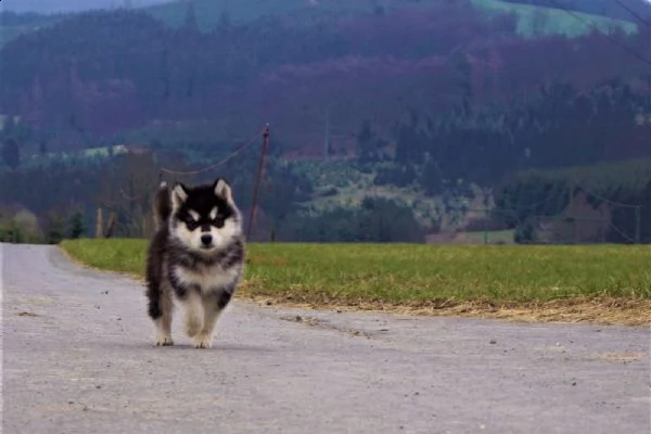 alaskan malamute cuccioli | Foto 1