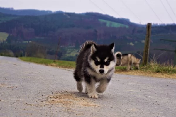 alaskan malamute cuccioli | Foto 0