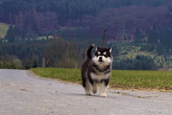 alaskan malamute cuccioli