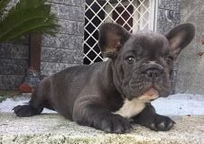 cuccioli di bulldog francese