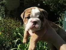 cuccioli di bulldog inglese