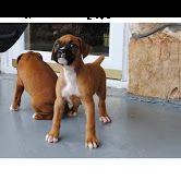 cuccioli di boxer