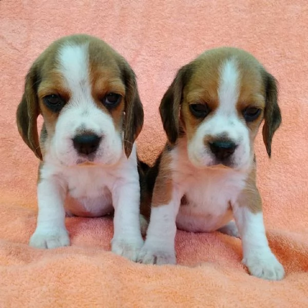 cuccioli di beagel
