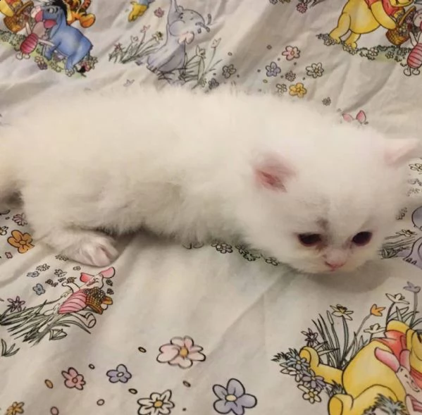 disponibili gattini persiani maschi e femmine