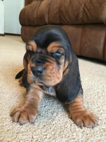 cuccioli di bassett hound