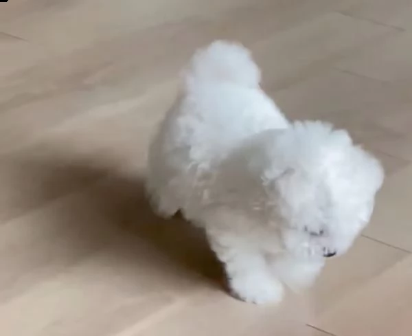 regalo maltese | Foto 0