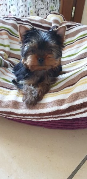 regalo cucciola di yorkshire | Foto 1