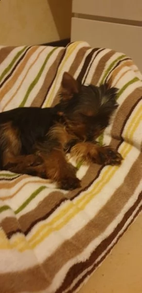 regalo cucciola di yorkshire | Foto 0