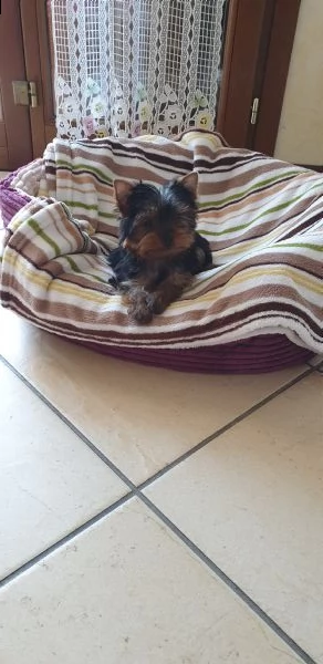 regalo cucciola di yorkshire