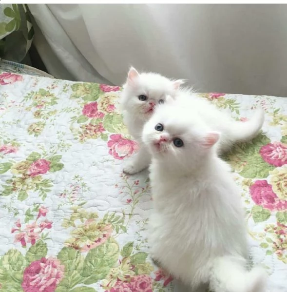 disponibili gattini persiani maschi e femmine | Foto 2