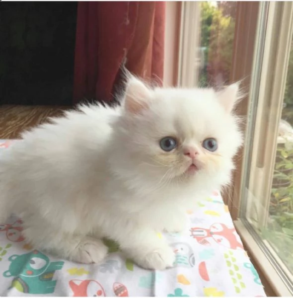 disponibili gattini persiani maschi e femmine | Foto 0