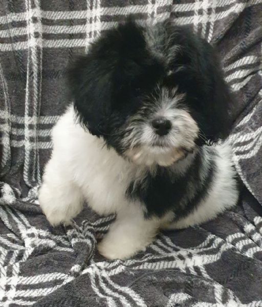 adorable maltes baby for sale. | Foto 0