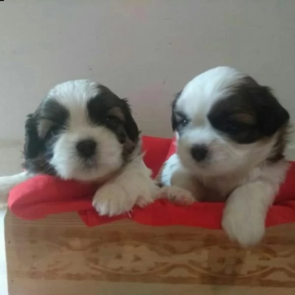 regalo cuccioli di shitzu