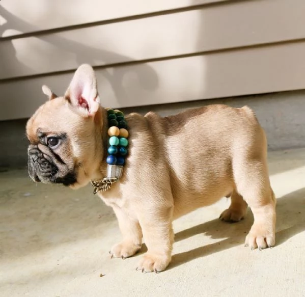 bulldog francesi | Foto 0