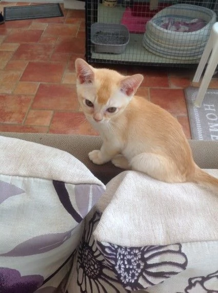 fantastici simpatici gatti disponibili per l'adozione ❣️ | Foto 0