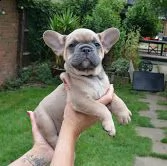 cucciolo di bulldog francese di qualità akc