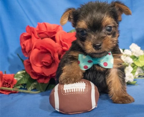 cuccioli di yorkshire terrier in miniatura