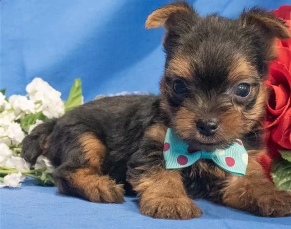 cuccioli di yorkshire terrier in miniatura | Foto 0
