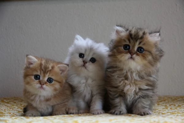 cuccioli persiani exsotic