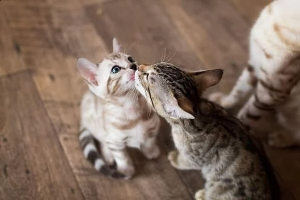 cuccioli di meravigliosi bengala 