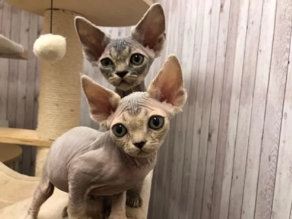 bellissimi cuccioli devon rex