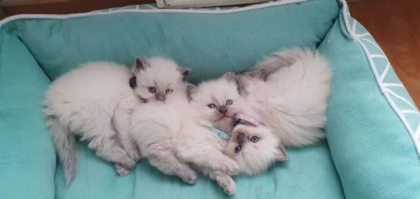cuccioli di gatto siberiano ipoallergenico