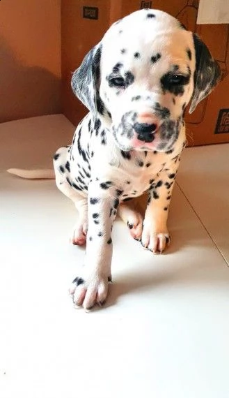 dalmata cucciolo di razza