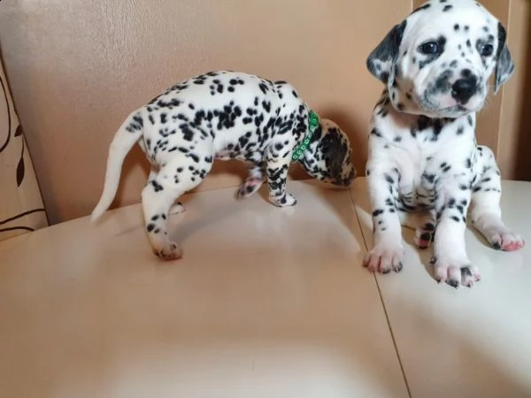dalmata cucciolo di razza | Foto 1