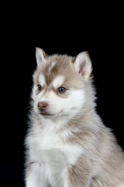 Cuccioli Siberian Husky  | Foto 0