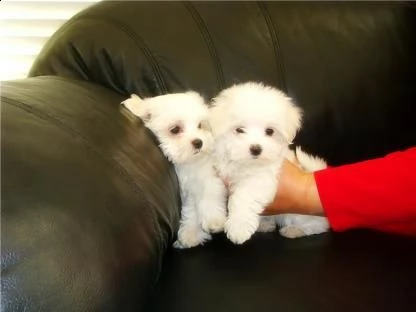  regalo piccolo maltese cuccioli disponibili   desiderate un dolcissimo maltese da amare e coccolare