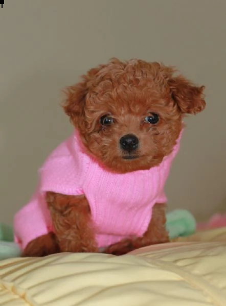 regalo cucciolo 2regalo barboncino