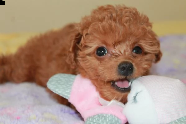 regalo cucciolo 2regalo barboncino | Foto 0