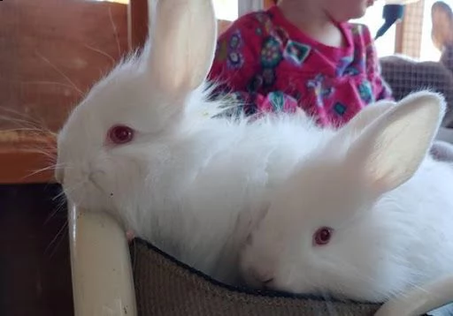 porcellini d'india cavie california cuccioli