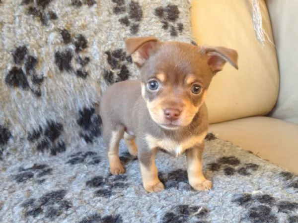 chihuahua cuccioli