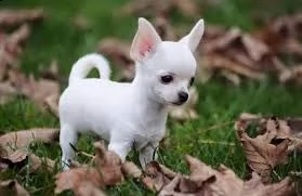 chihuahua cuccioli | Foto 1