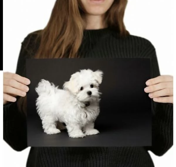 regalo maltese()($($ | Foto 0