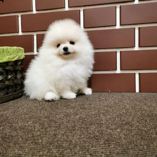 regalo  volpino pomerania mini toy  | Foto 0
