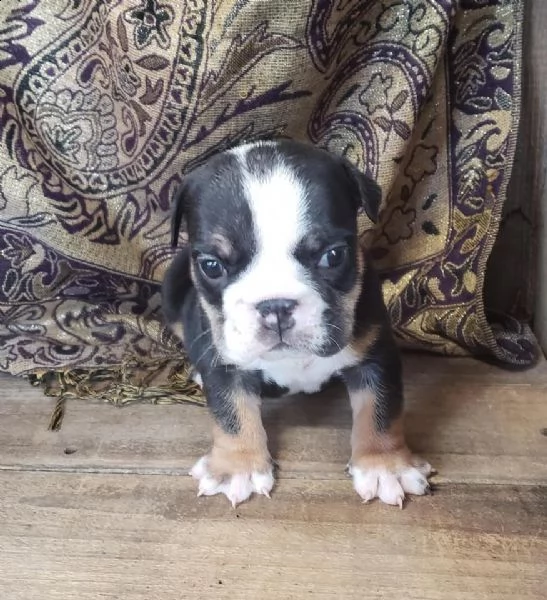 cuccioli di bulldog francese