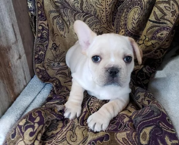bouledogue- bulldog francese 