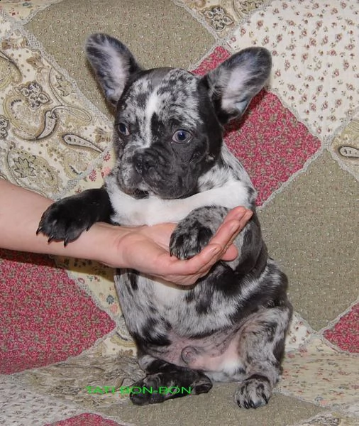 cucciola bouledogue francese disponibile 