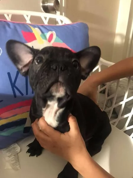 bouledogue francese 