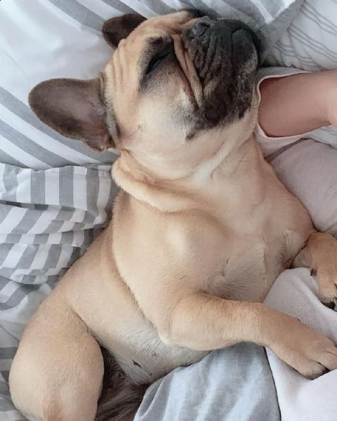bull bulldog 
