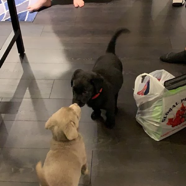 cuccioli di labrador 