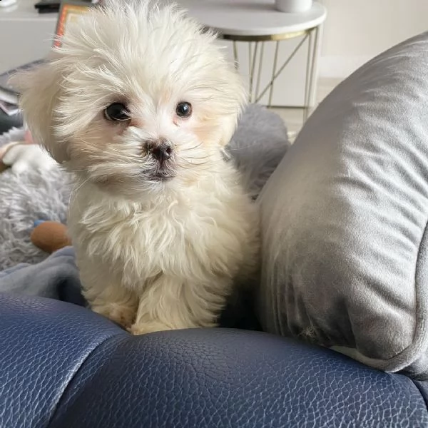 regalo shitzu  cuccioli 