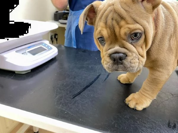 regalo   bulldog inglese