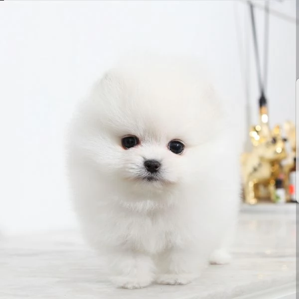 cuccioli di pomeranian