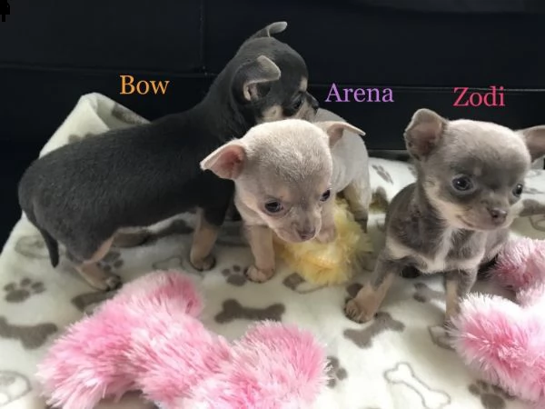 regalo cuccioli di chihuahua mini toy