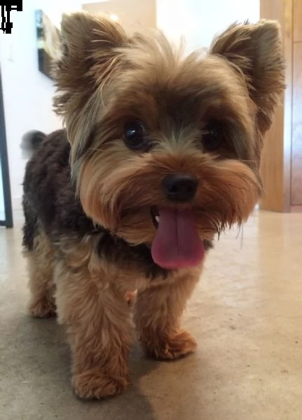 regalo cucciolo di yorkie 